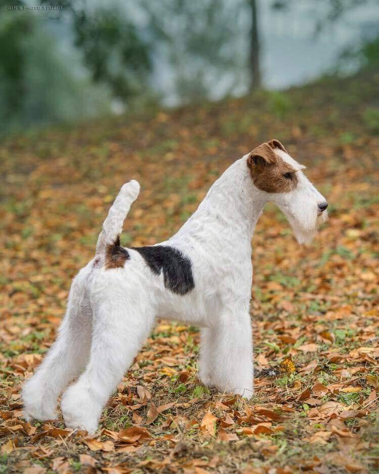 foxterrier.jpg