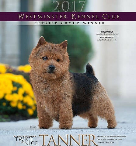 norwichterrier.jpg