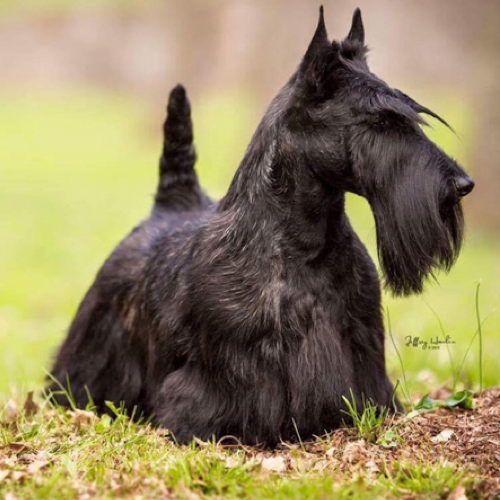 scottishterrier.png