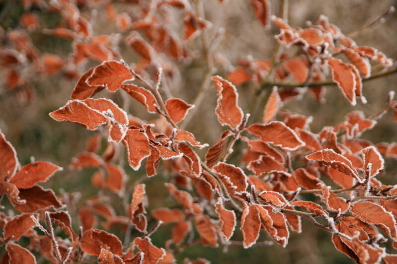 Buchenblätter mit Raureifrand