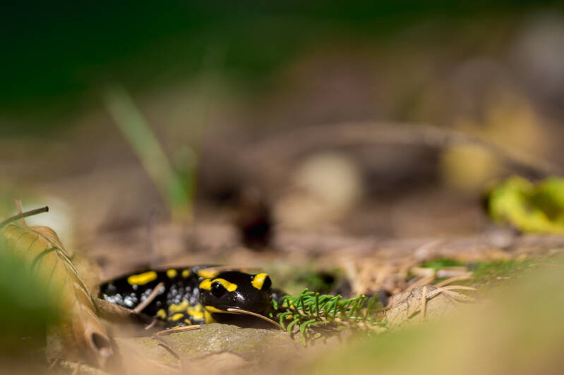 Feuersalamander