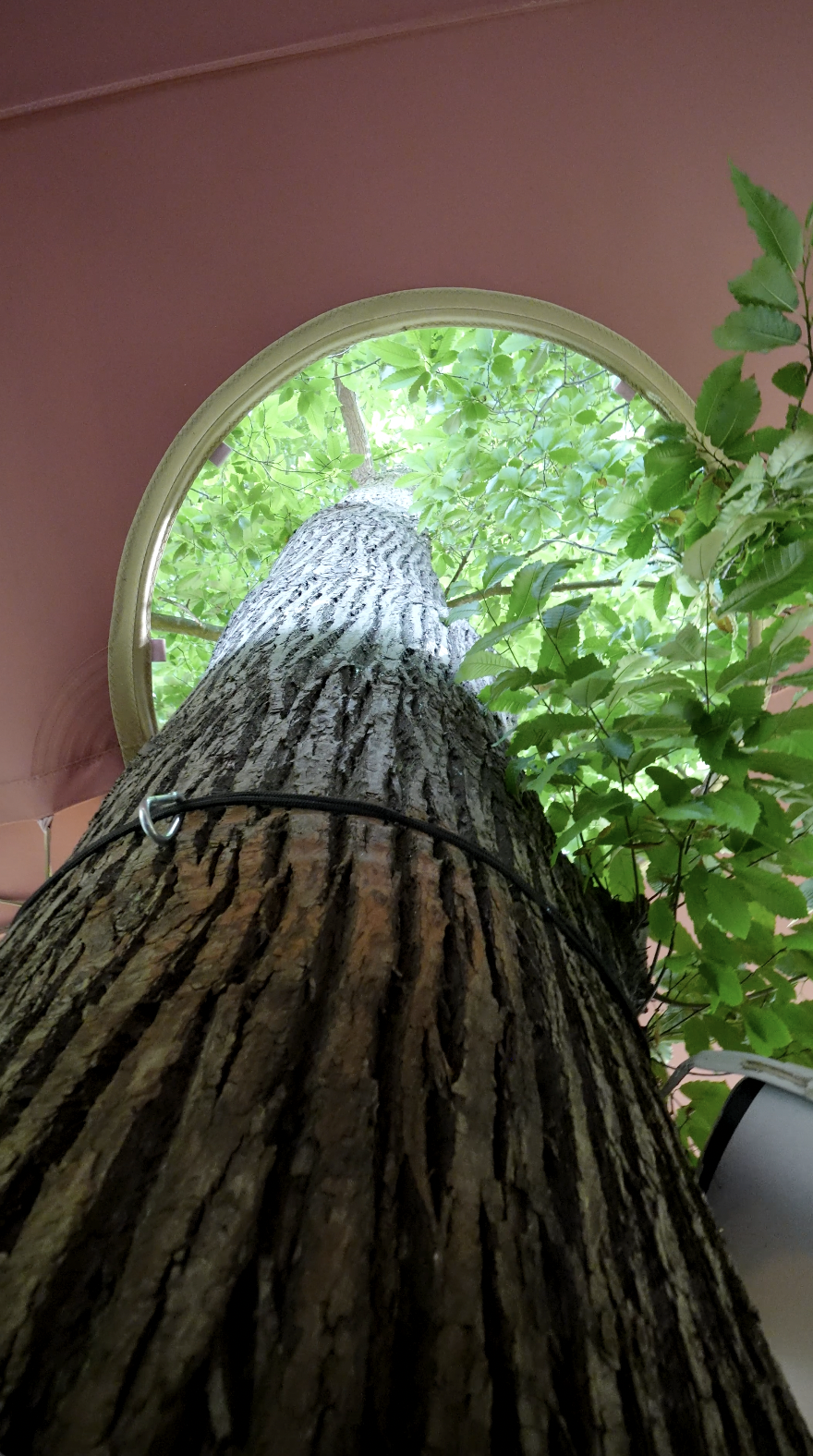 Stretchtent op maat uitgesneden rondom boom