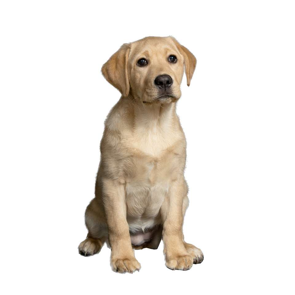 A pet photo → digital art masterpiece