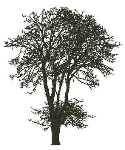 Encaustic Stempel Esdoorn nr.30