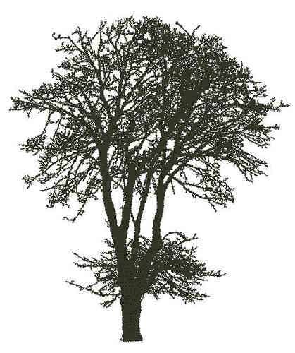 Encaustic Stempel Esdoorn nr.30