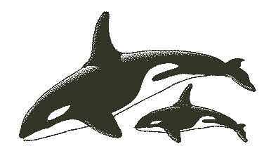 Encaustic Stempel Orka's nr.25