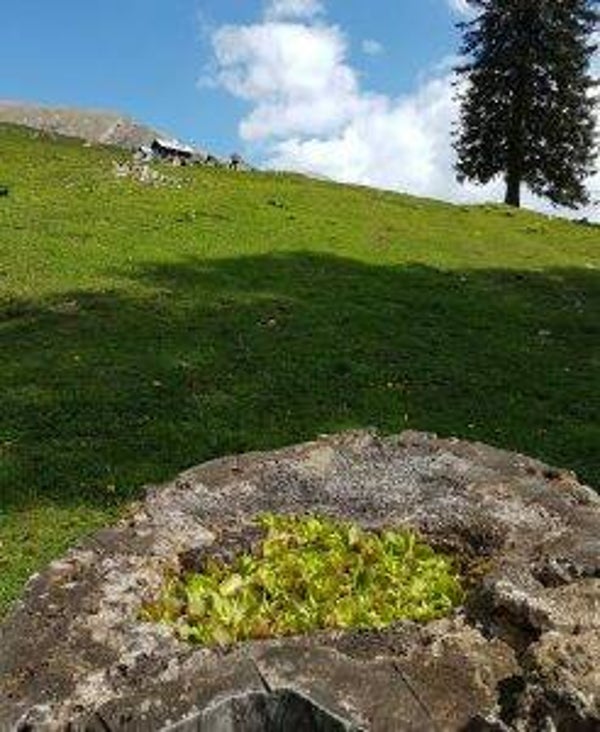 Extase 5 ml of 10 ml