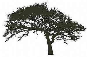 Encaustic Stempel Eik nr.29