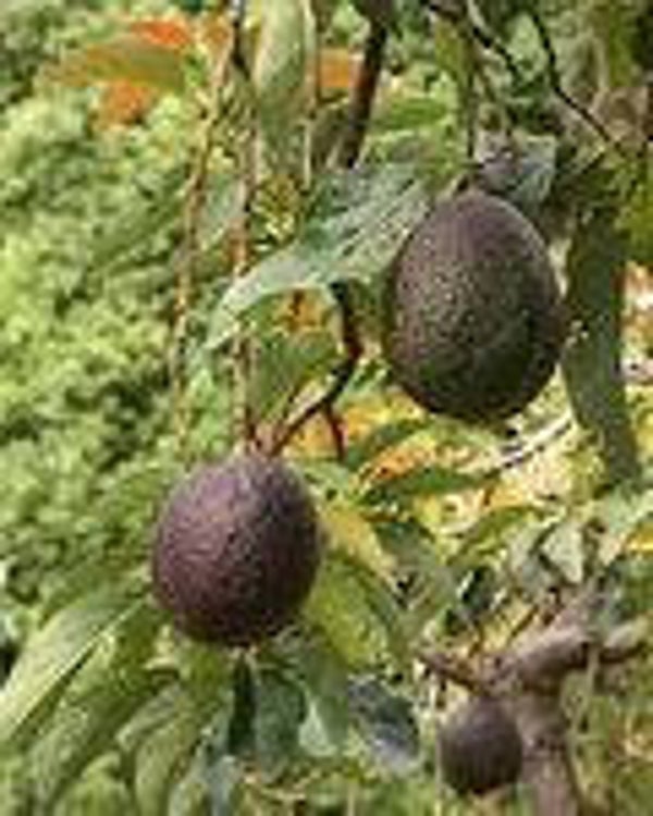 Basis advocado olie 150 ml