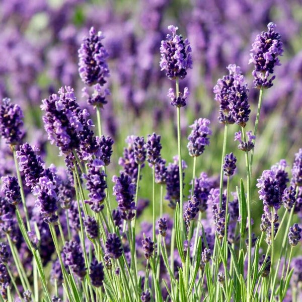 Lavendel