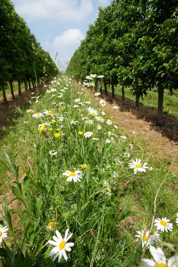 Klimawandel, Streuobstwiesen & Biodiversität 1 Tag