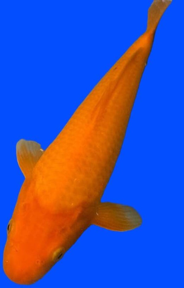 Yamabuki (Copy)
