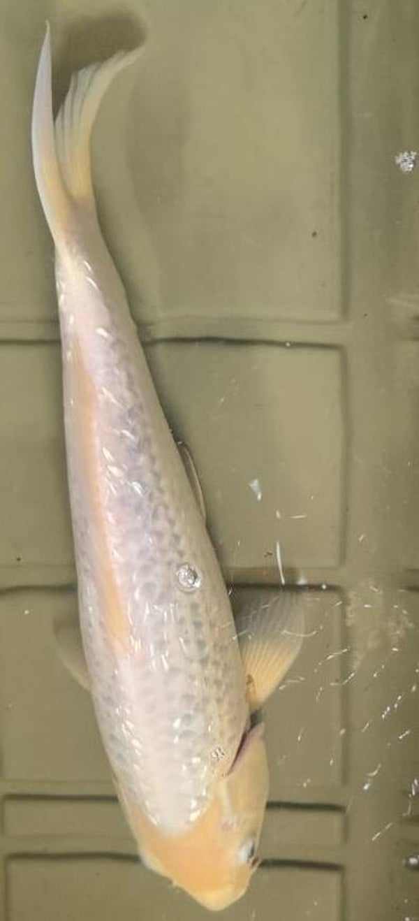 Platinum Ogon (Copy)