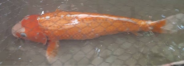 Kohaku (Copy)