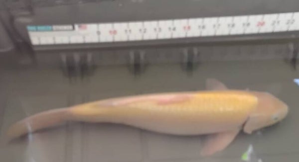 Yamabuki Ogon