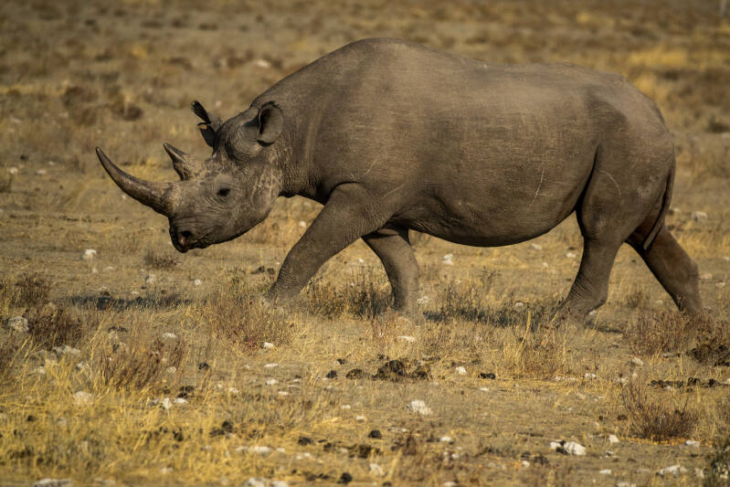 Etosha National Park