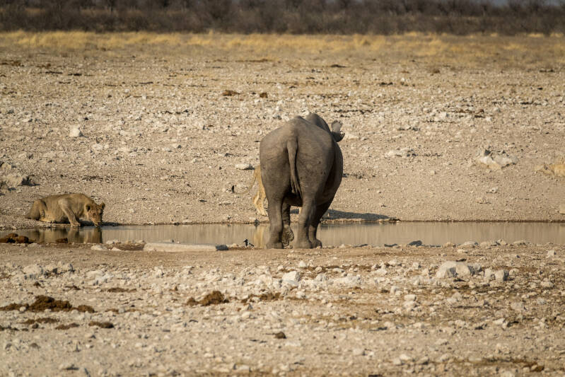 Neushoorn en leeuw, Etosha NP