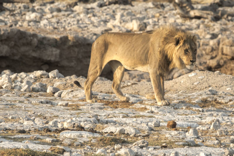Oude vermagerde  leeuw in Etosha