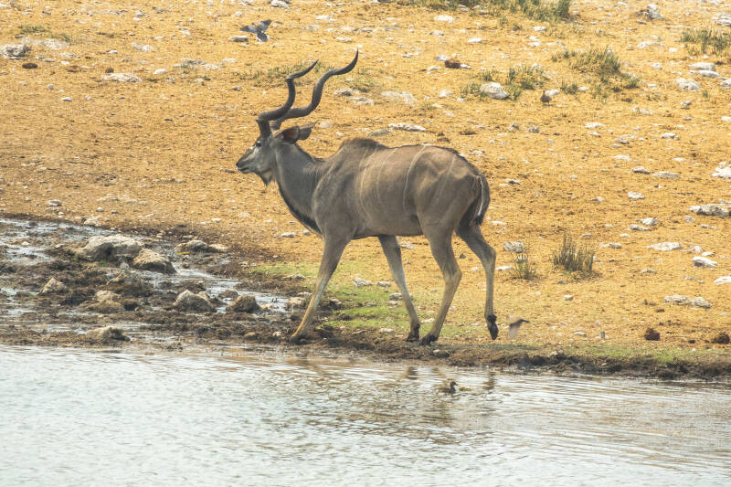 Kudu