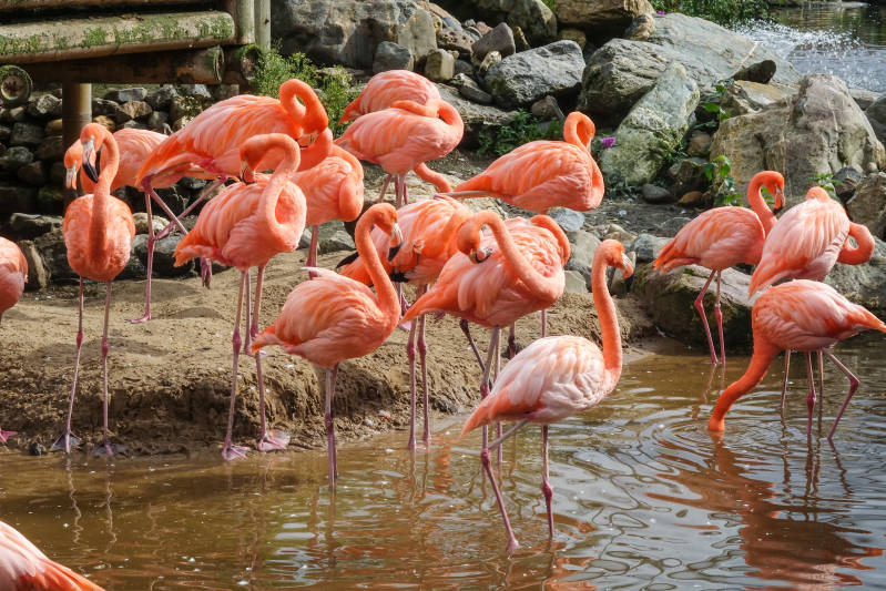 Flamingo&#039;s 