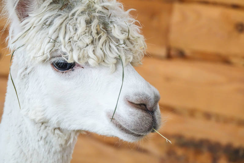 Alpaca