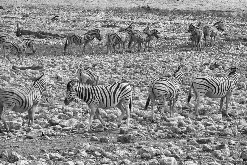 Zebra's Etosha NP