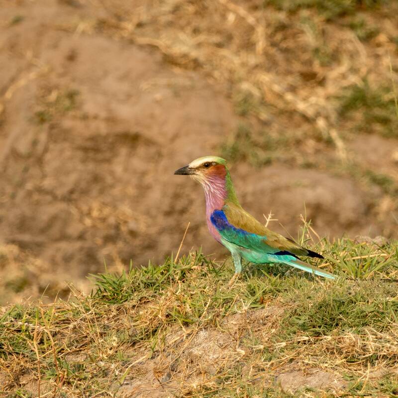 Vorkstaartscharrelaar