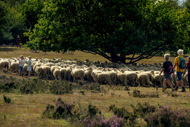 Ermelo, Schaapskooi/heide