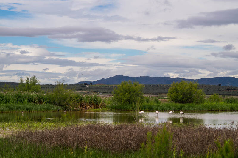 Flamingo broedplaats