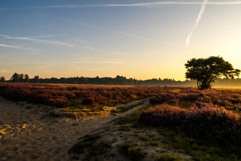 Westerheide (ochtend)