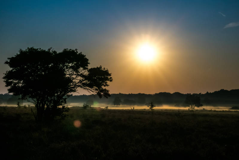 Westerheide (ochtend)