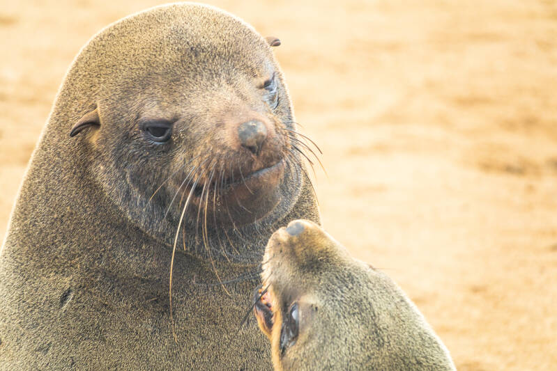 Cape Cross, kolonie zeerobben