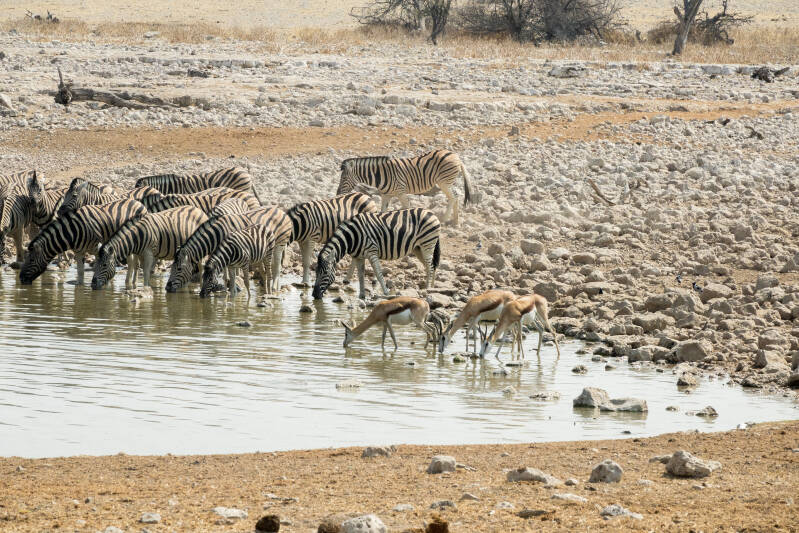 Kudde zebra's drinkplaats Etosha