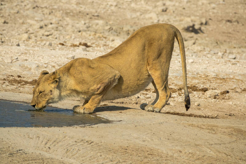 Leeuw in Etosha