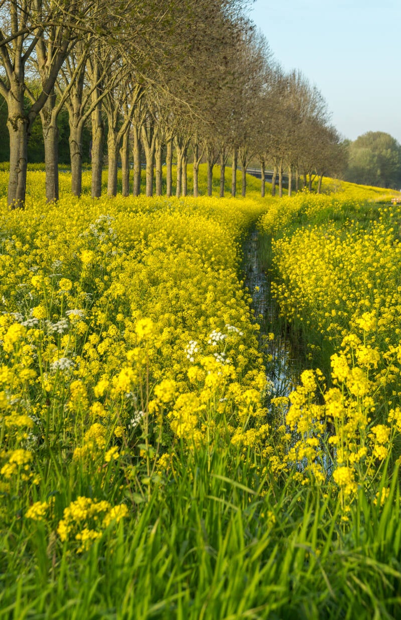 Koolzaad Flevoland