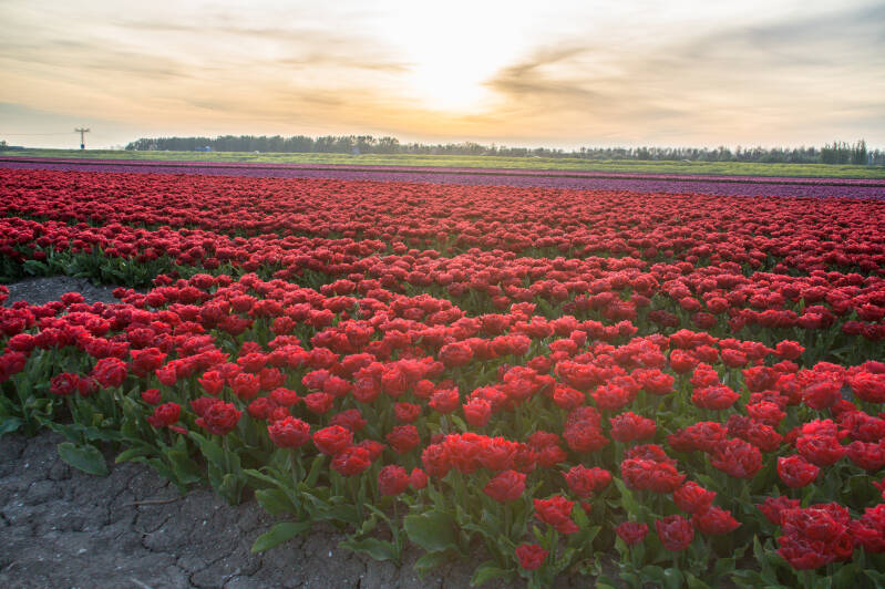 Bollenvelden Flevoland