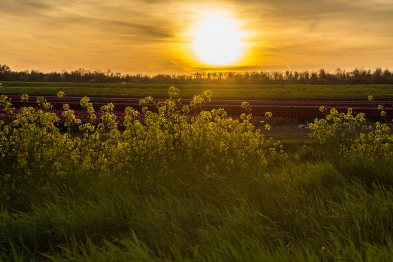 Bollenvelden Flevoland
