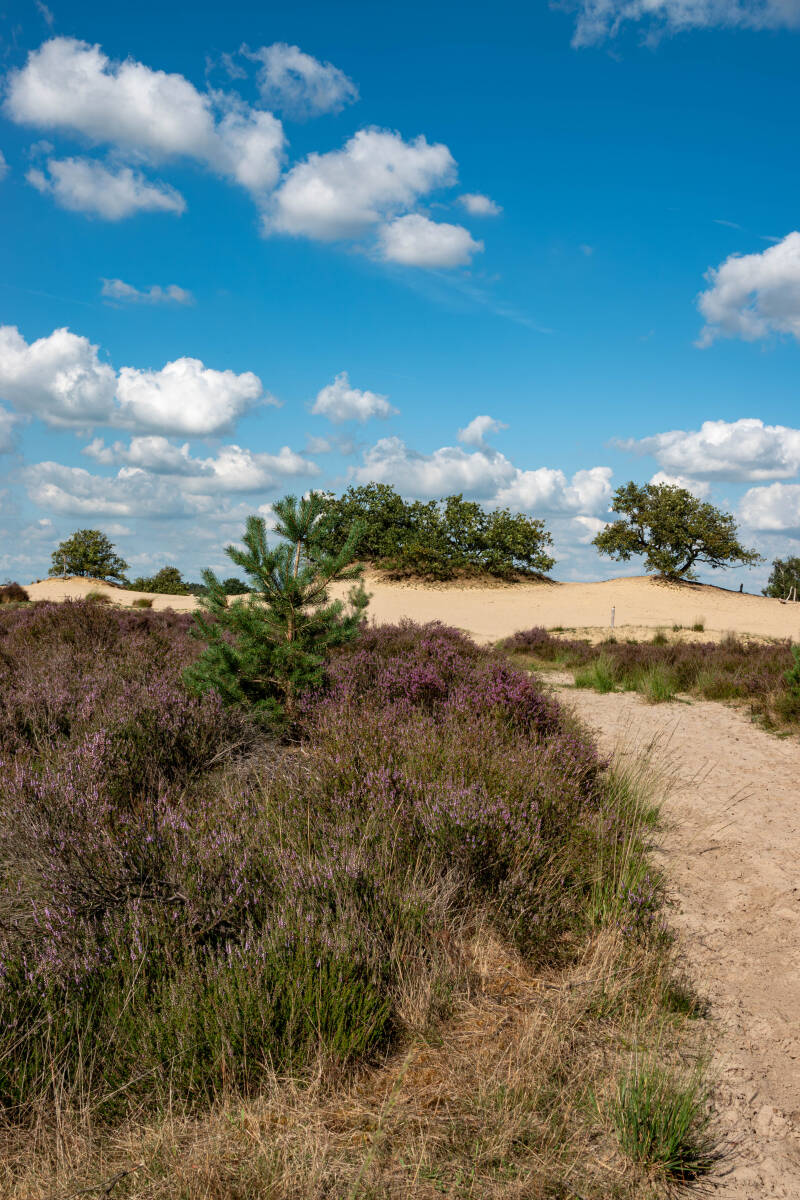 Loonse en Drunense duinen