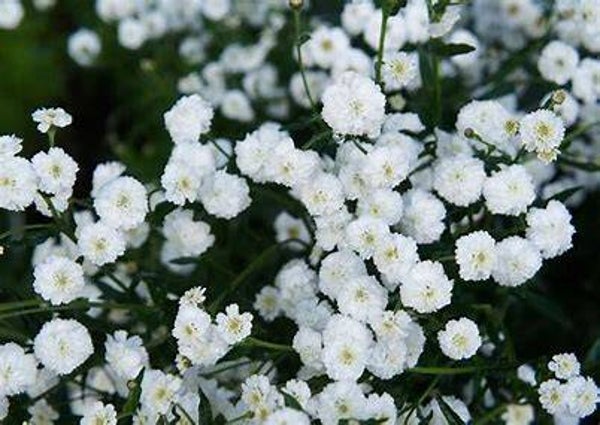 Duizendblad (Achillea ptarmica) Marshmallow