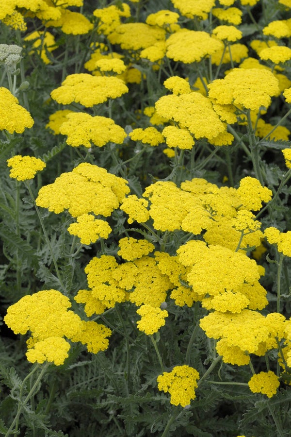 Duizendblad (Achillea millefolium) Little Moonshine