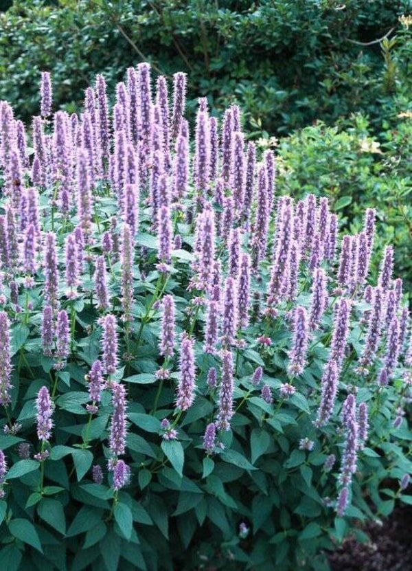 Agastache Blue Fortune