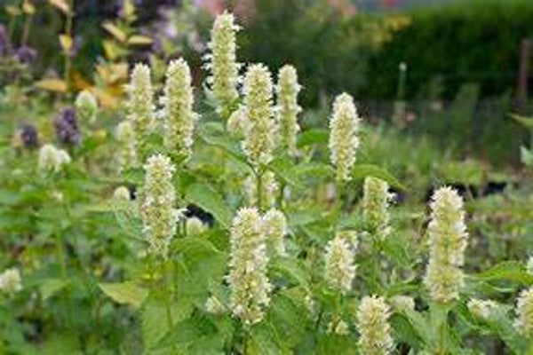 Agastache rugosa Alba