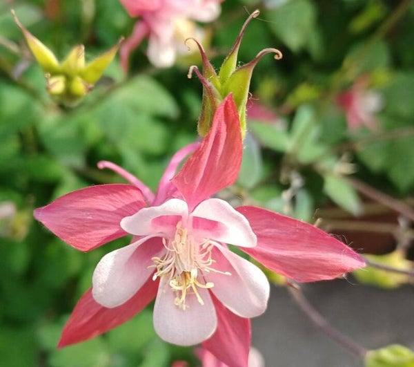 Akelei (Aquilegia) Rose Weiss
