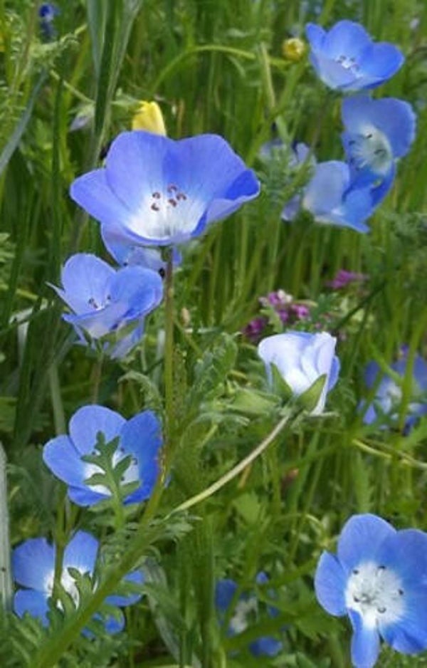 Bosliefje 'Baby Blue Eyes'  (Nemophila sp.)