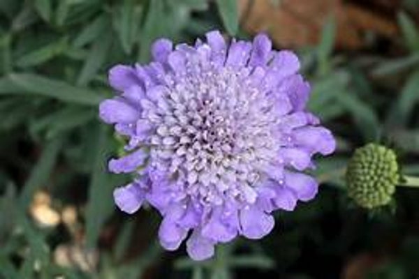 Scabiosa columbaria 'Butterfly Blue'