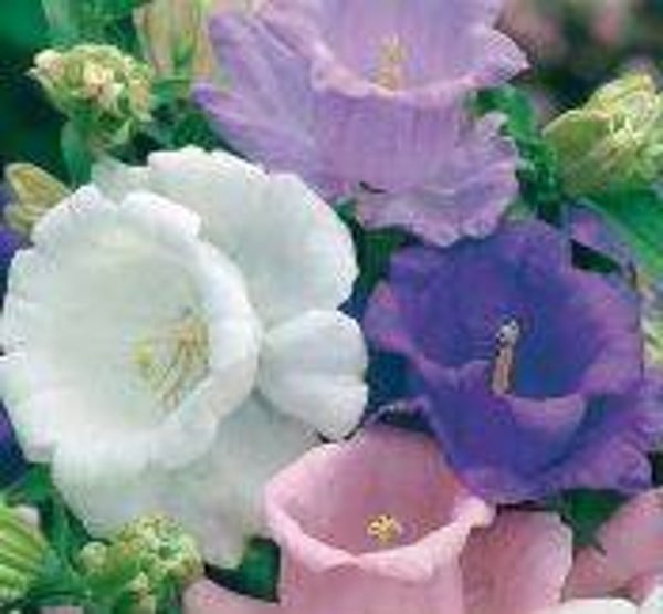 Marietteklokje - Campanula medium var. Calycanthema