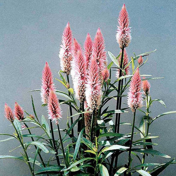 Celosia spicata 'Flamingo Feather'