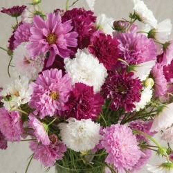 Cosmos-bipi-double-click-mix