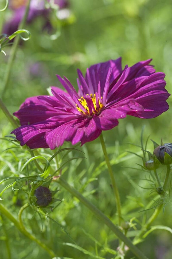 Cosmea bipi. (Cosmos) - Fizzy Purple