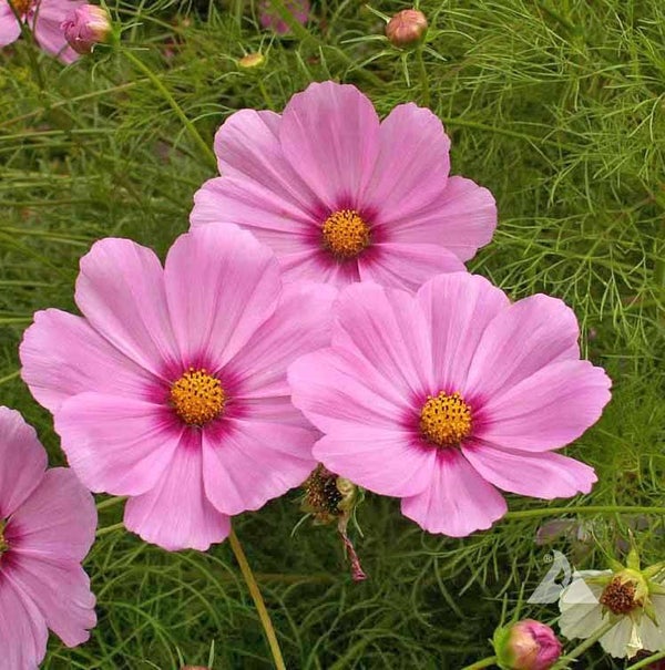 Cosmea bipi. (Cosmos) - Gloria